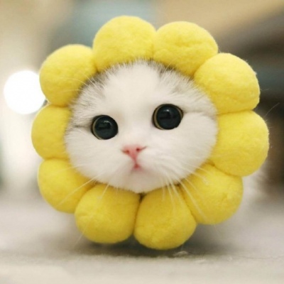 微信猫咪头像可爱卖萌 2020最受欢迎的小猫咪头像