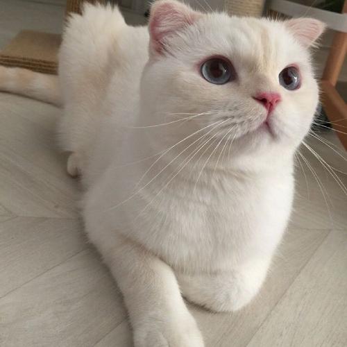 卖萌可爱小猫头像，白色的小猫咪太萌了