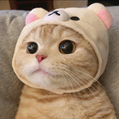 超级可爱的小猫咪头像图片2021最新