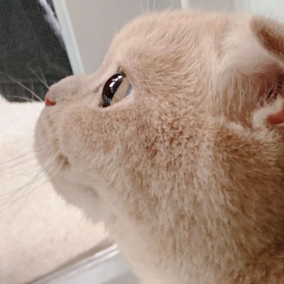 可爱的小猫微信头像 网友今日最新整理分享
