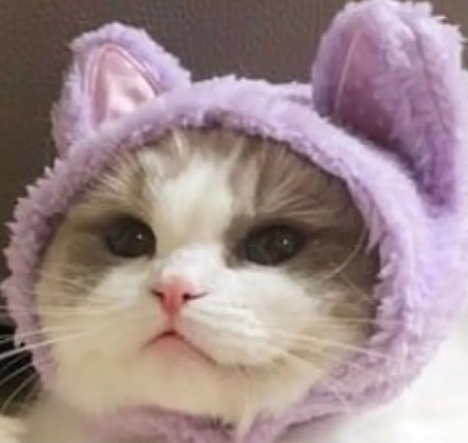 2023最新萌萌的猫咪可爱情侣头像