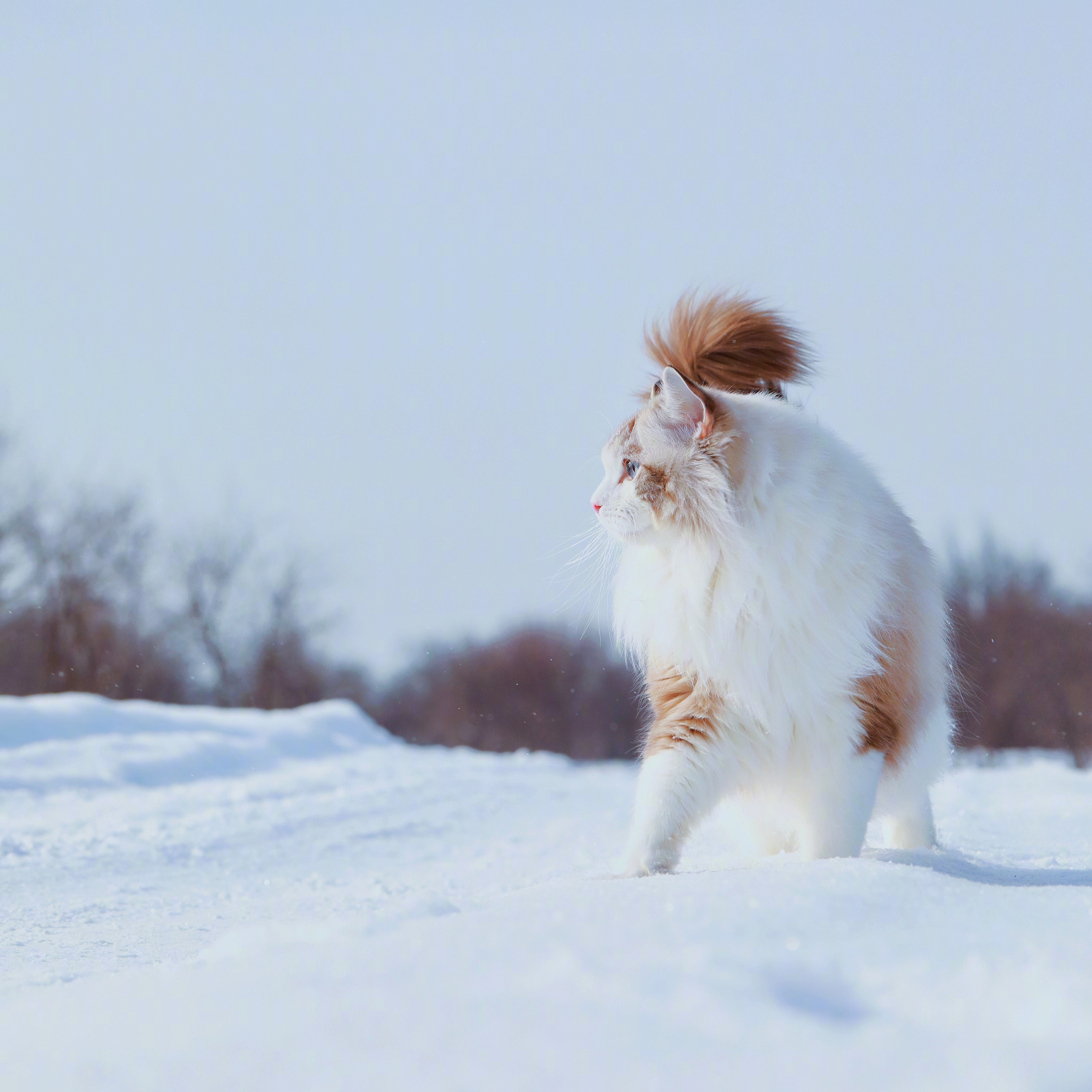 2023高清雪地上的猫咪微信头像