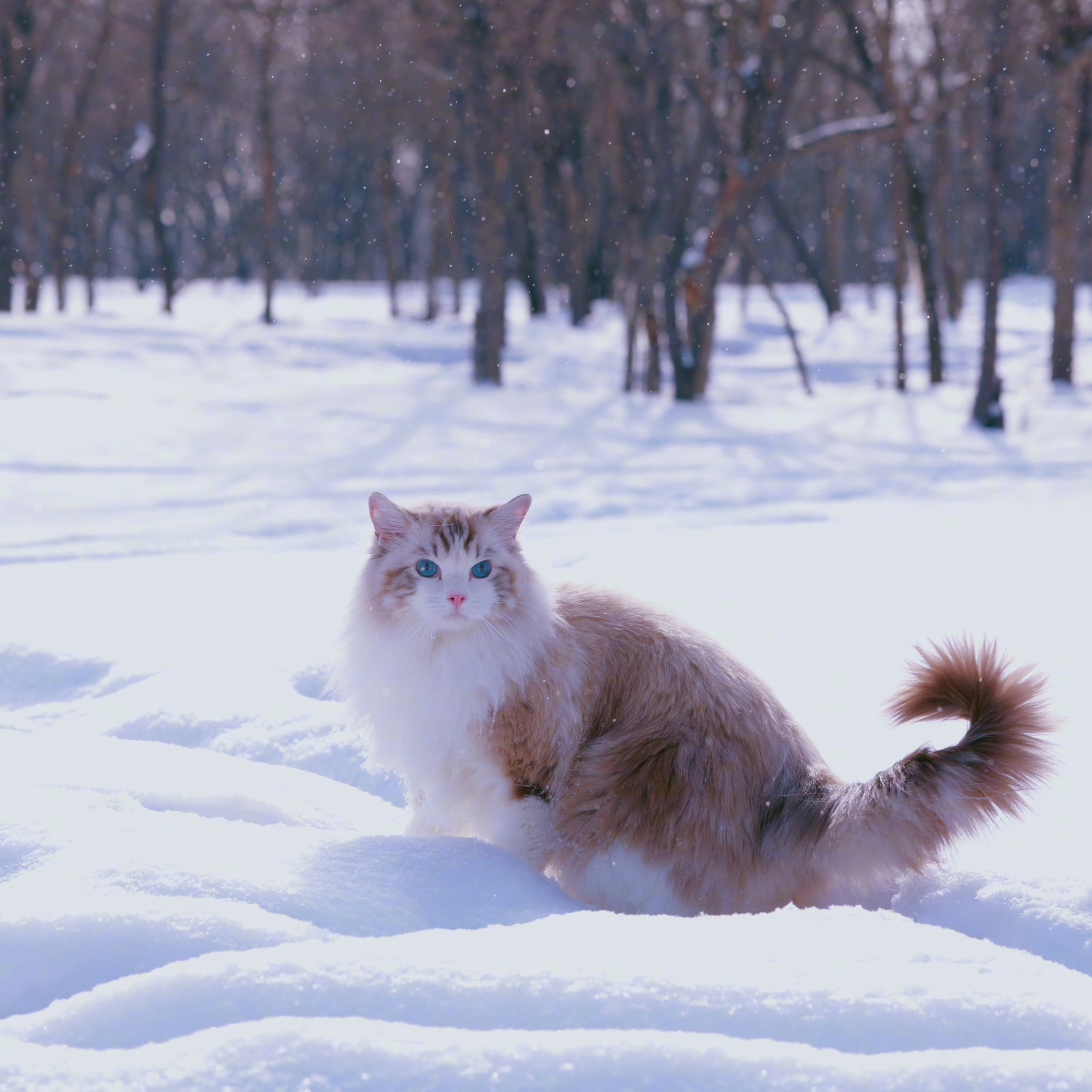 2023高清雪地上的猫咪微信头像