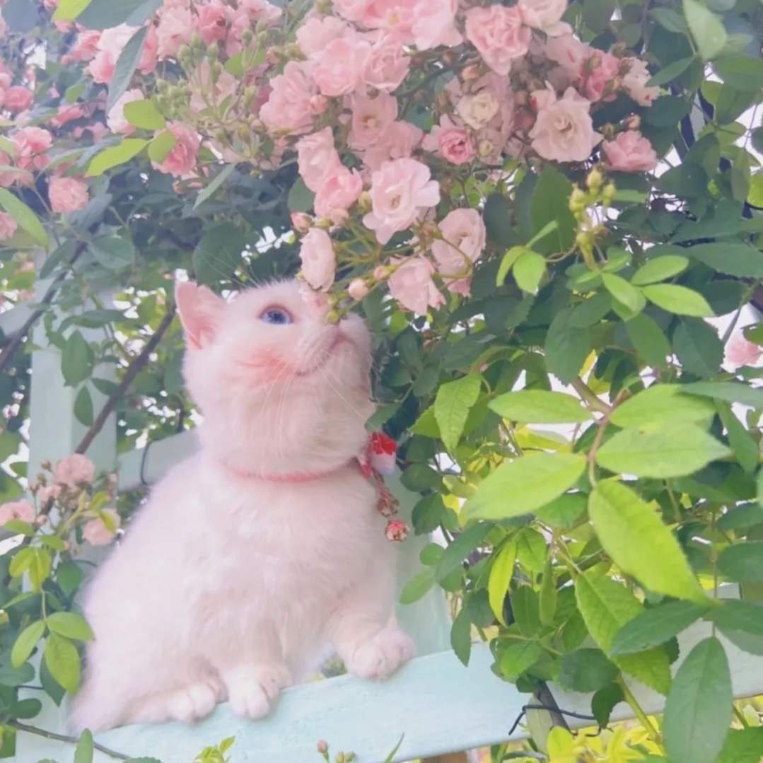 2023最新猫咪与蔷薇风景头像