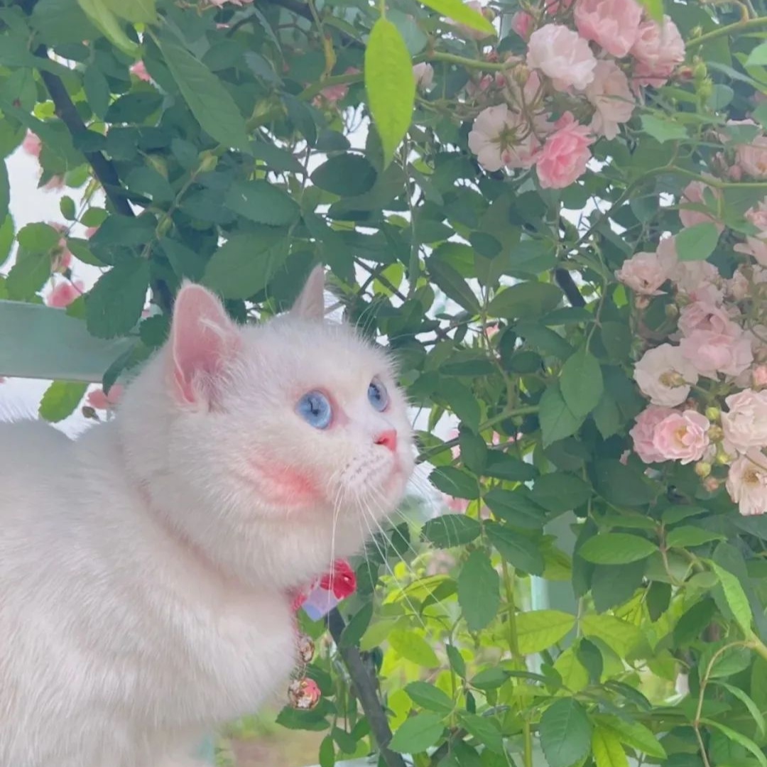 2023最新猫咪与蔷薇风景头像