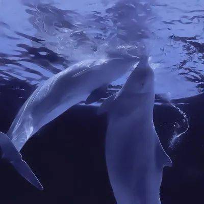2023最新海底海豚唯美风景头像