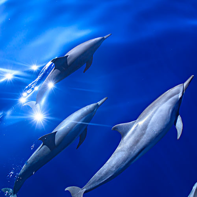 2023最新海底海豚唯美风景头像